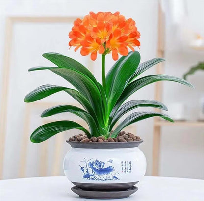 Baby Clivias-Clivia  君子兰苗  大桥  虎头 香味兰 圆头花脸 立板麻油