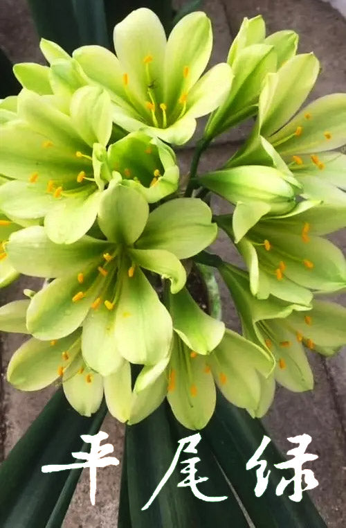 Clivia Seeds-Clivia Miniata Seeds 平尾绿 福伦 鸳鸯 血兰 PingWeiLv FuLun Madarin Duck Blood 5 pcs