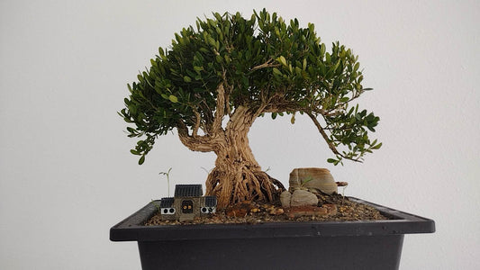 Wrinkled-bark Harland's Boxwood  雀舌皱皮黄杨 盆景植物 Bonsai Gardening Live Houseplant Home Decor