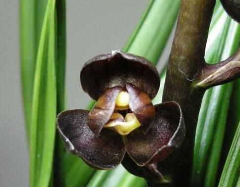 Live Orchid Plant 黑珍珠  Black Pearl Live Cymbidium Easy Care Orchids Air Purifying 国兰 墨兰