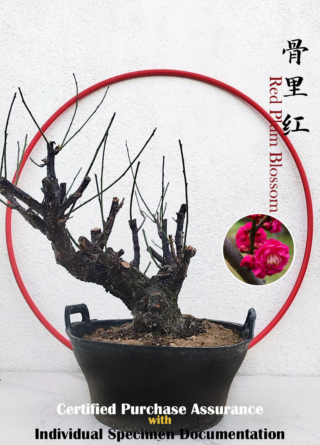 Rare Red Core Japanese Apricot Bonsai (Prunus mume) – 25+ Year Old Flowering Specimen