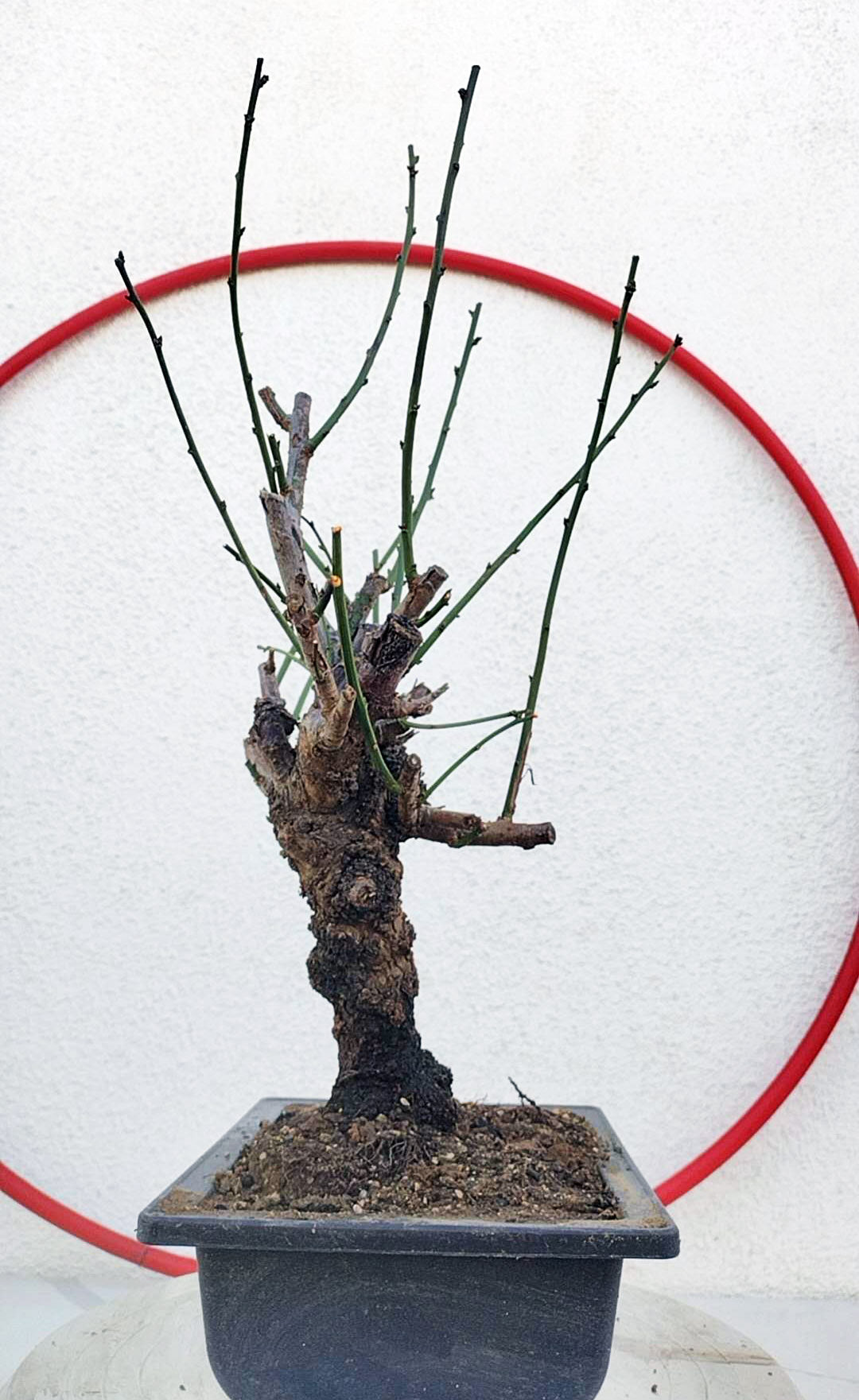 Rare Jade Butterfly Japanese Apricot Bonsai (Prunus mume) – 5+ Year Old in Bud