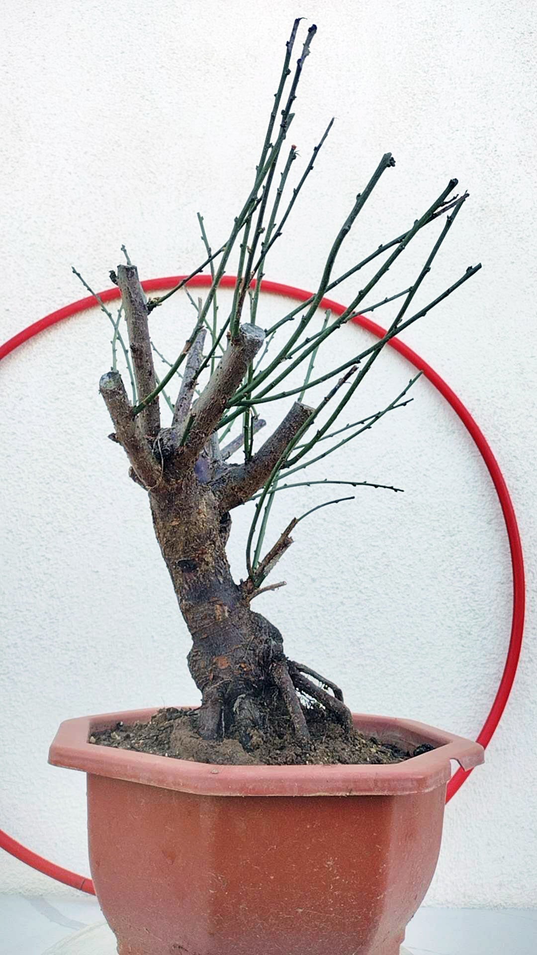 Rare Jumping Branch Japanese Apricot Bonsai (Prunus mume) – 15+ Year Old with Buds