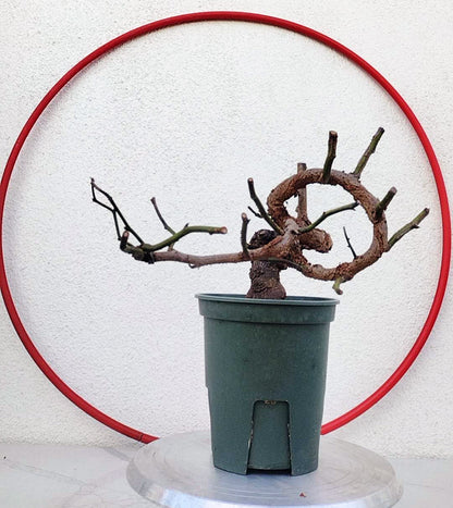 Rare 'Dragon's Dance' Japanese Apricot (Prunus mume)–8+ Year Old without Buds