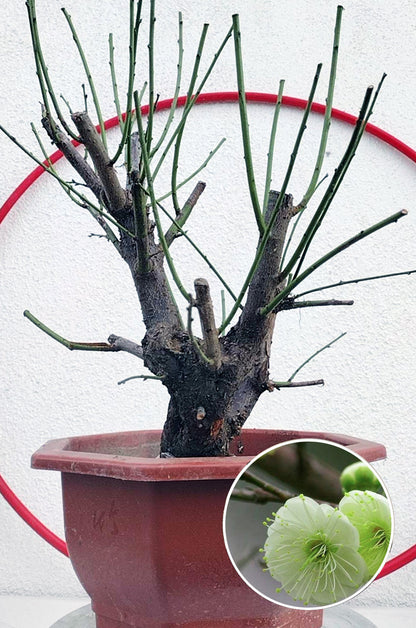 Rare Green Calyx Japanese Apricot Bonsai (Prunus mume) – 12+ Year Old with Flower Buds