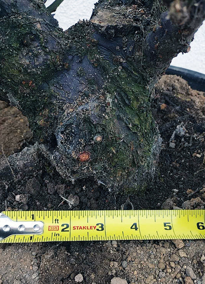 Rare Red Core Japanese Apricot Bonsai (Prunus mume) – 25+ Year Old Flowering Specimen