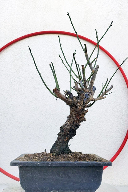 Rare Jade Butterfly Japanese Apricot Bonsai (Prunus mume) – 5+ Year Old in Bud