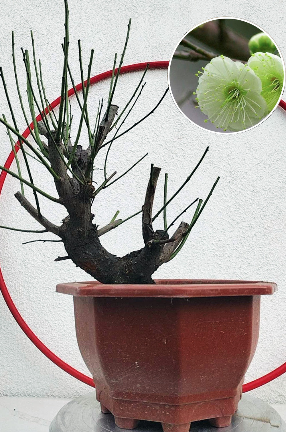 Rare Green Calyx Japanese Apricot Bonsai (Prunus mume) – 12+ Year Old with Flower Buds