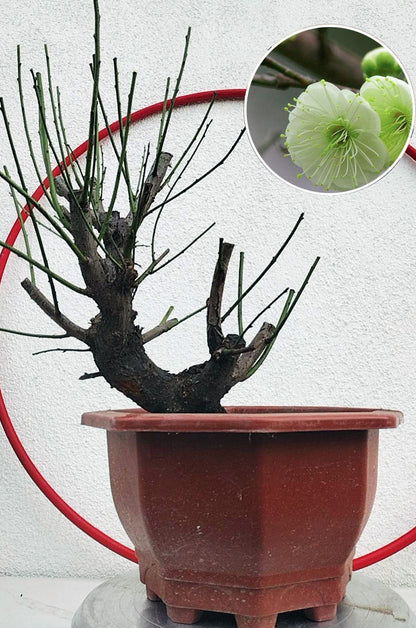 Rare Green Calyx Japanese Apricot Bonsai (Prunus mume) – 12+ Year Old with Flower Buds