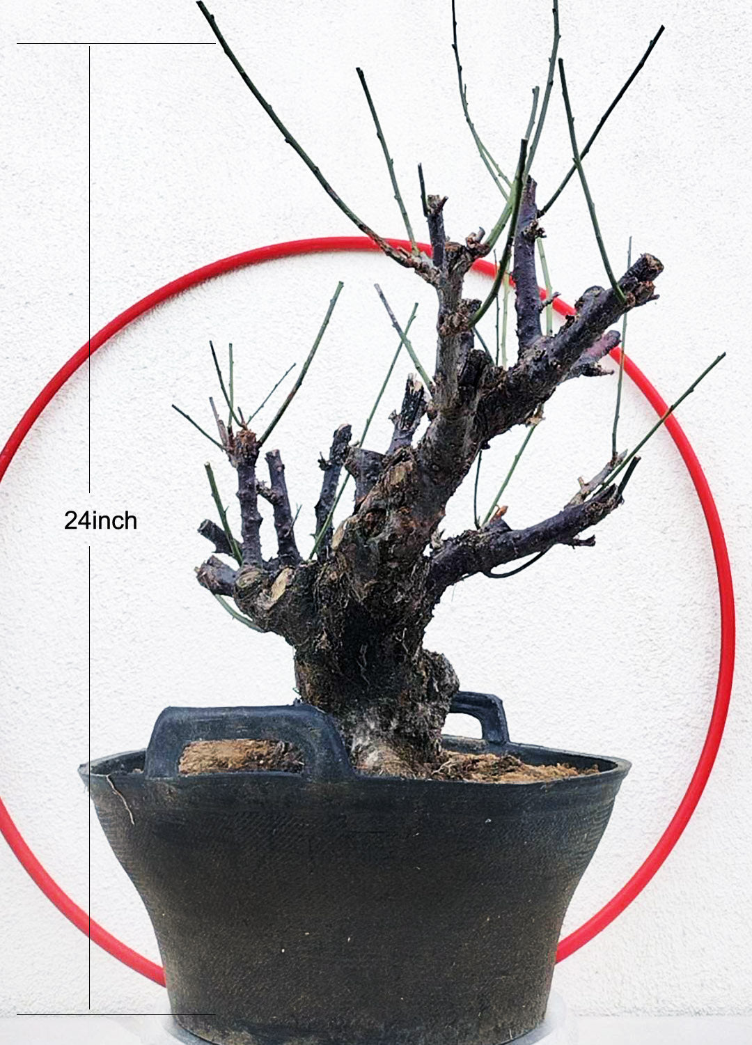 Rare Red Core Japanese Apricot Bonsai (Prunus mume) – 25+ Year Old Flowering Specimen