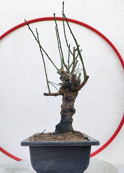 Rare Jade Butterfly Japanese Apricot Bonsai (Prunus mume) – 5+ Year Old in Bud