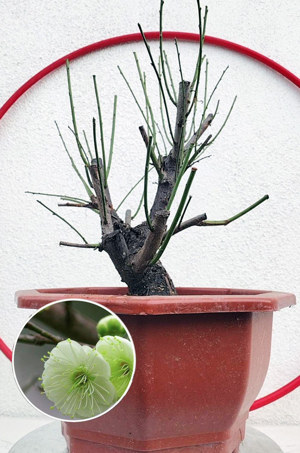 Rare Green Calyx Japanese Apricot Bonsai (Prunus mume) – 12+ Year Old with Flower Buds