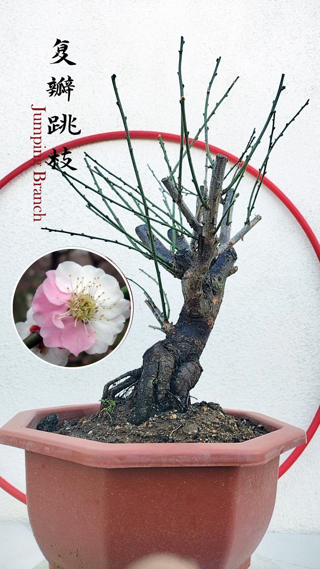 Rare Jumping Branch Japanese Apricot Bonsai (Prunus mume) – 15+ Year Old with Buds