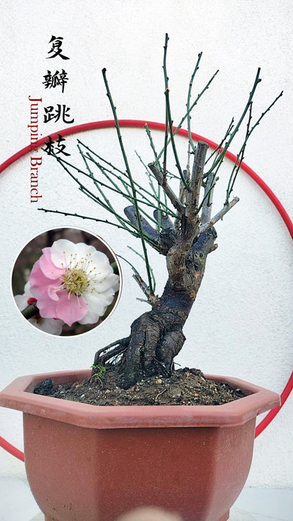 Rare Jumping Branch Japanese Apricot Bonsai (Prunus mume) – 15+ Year Old with Buds