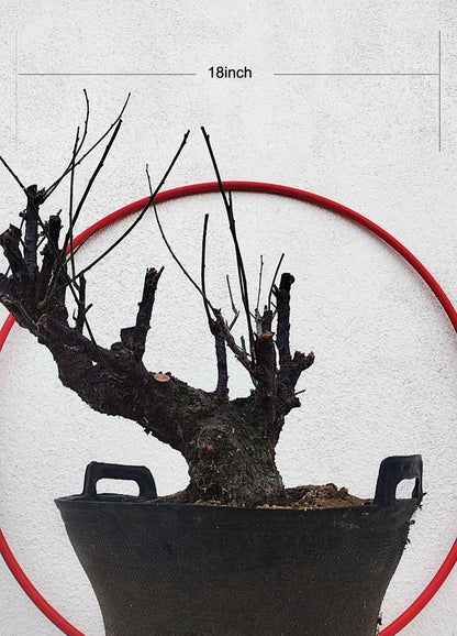 Rare Red Core Japanese Apricot Bonsai (Prunus mume) – 25+ Year Old Flowering Specimen