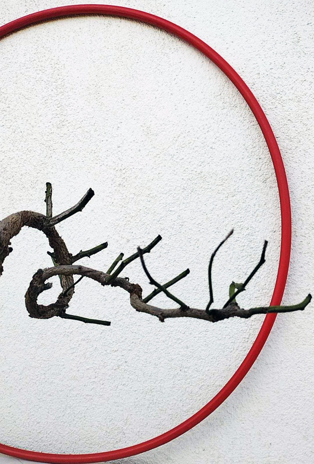 Rare 'Dragon's Dance' Japanese Apricot (Prunus mume)–8+ Year Old without Buds