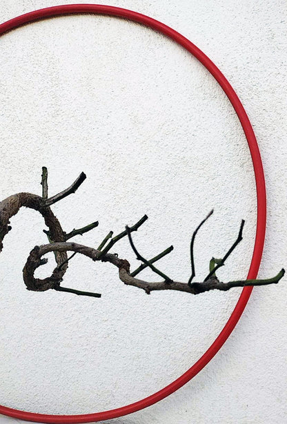 Rare 'Dragon's Dance' Japanese Apricot (Prunus mume)–8+ Year Old without Buds