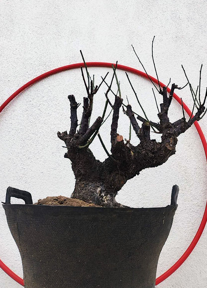 Rare Red Core Japanese Apricot Bonsai (Prunus mume) – 25+ Year Old Flowering Specimen