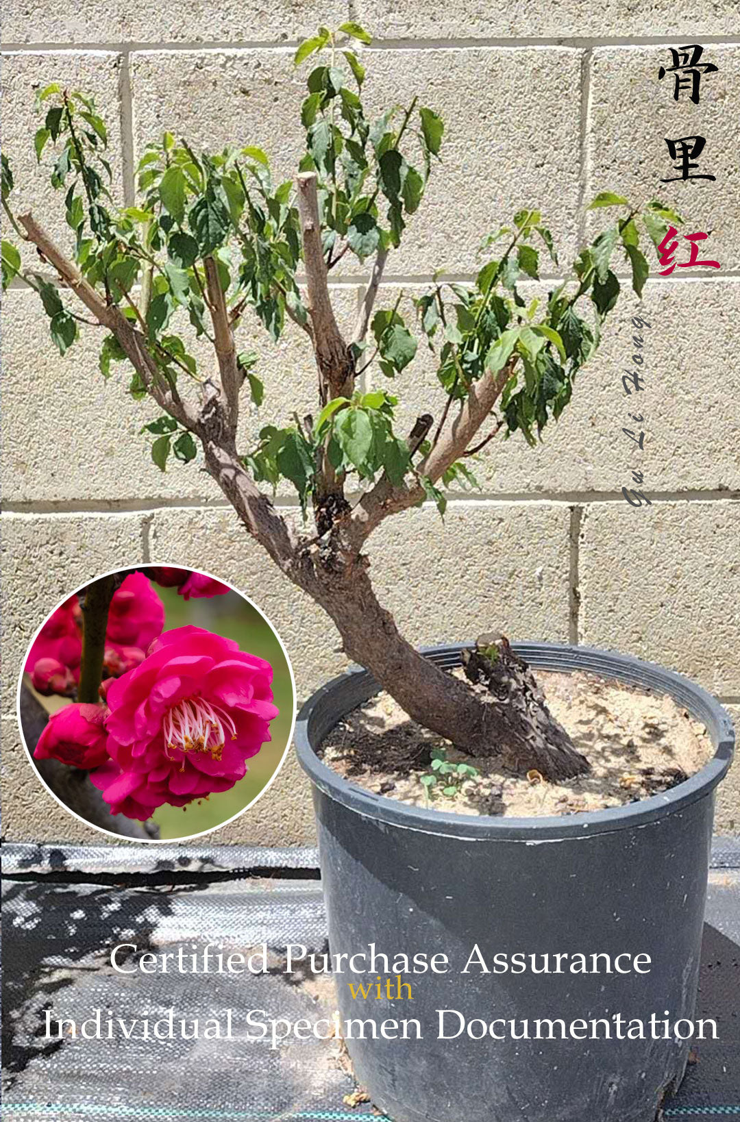 Plum Blossom bonsai without buds  bare root Red Plum 骨里红 A 21inch