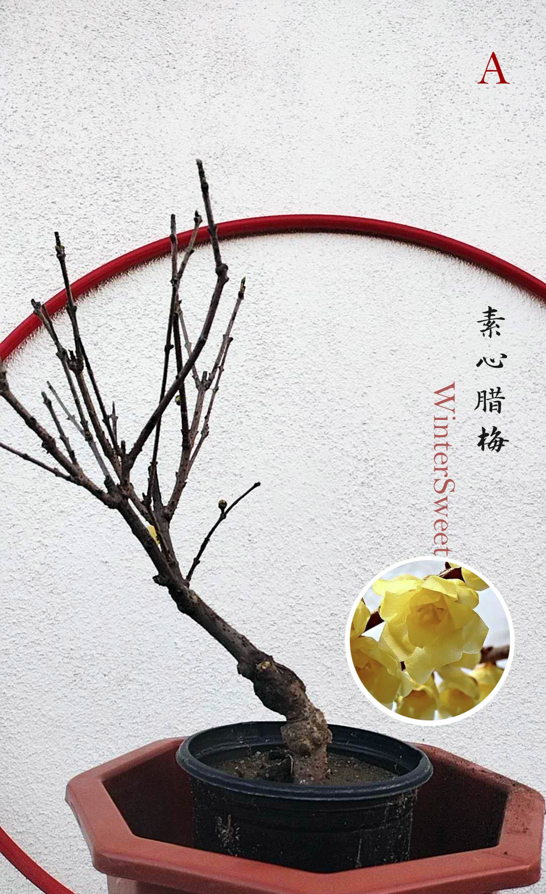 Rare Fragrant Wintersweet Shrub (Chimonanthus praecox) – 8+ Year Old with Winter Buds