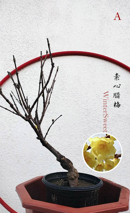 Rare Fragrant Wintersweet Shrub (Chimonanthus praecox) – 8+ Year Old with Winter Buds