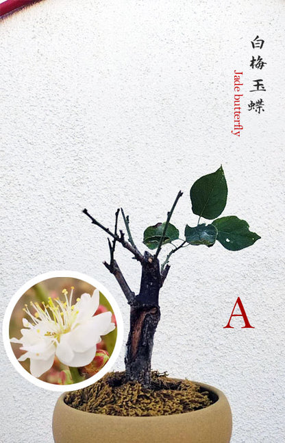 Rare Jade Butterfly Japanese Apricot Bonsai (Prunus mume) with pot – 8+ Year Old CYMUS Orchids Sale