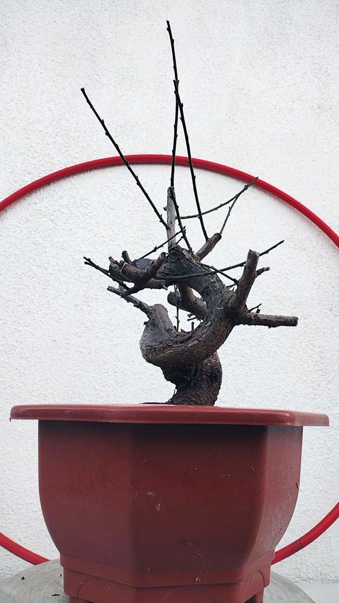 Rare Red GuLiHong Japanese Apricot Bonsai (Prunus mume) – 15+ Year Old Flowering Specimen