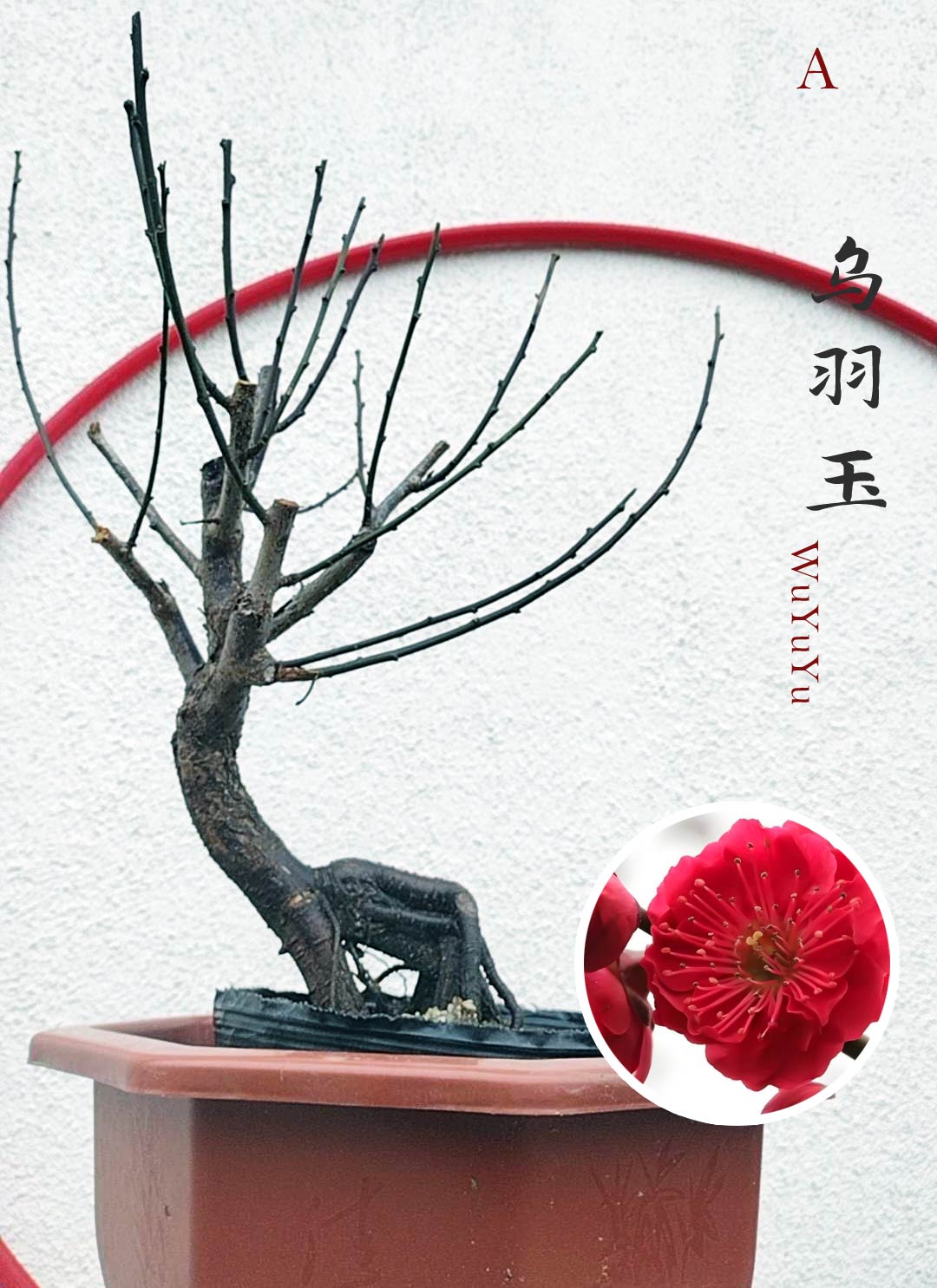Rare WuYuYu Japanese Apricot Bonsai (Prunus mume) – 乌羽玉 8+ Year Old in Buds