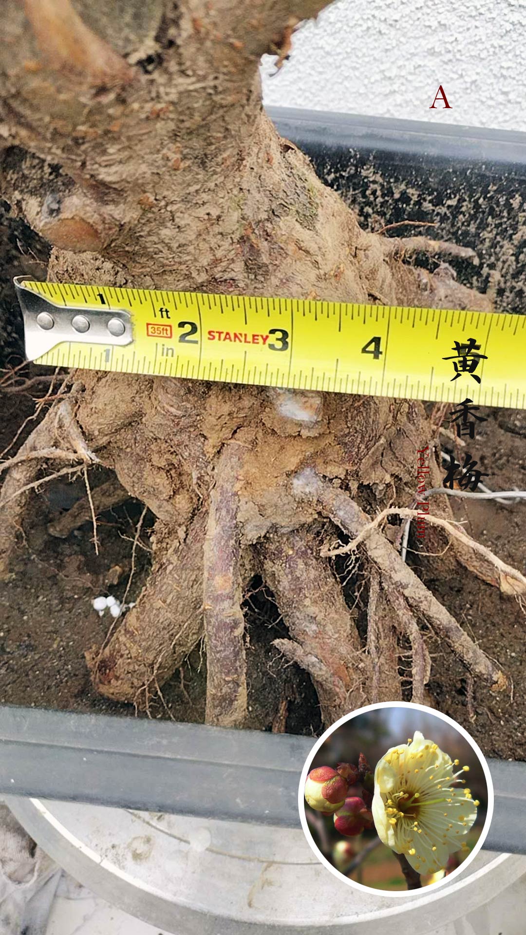 Rare Huang Xiangmei Japanese Apricot Bonsai (Prunus mume) 黄香梅 20+ year old