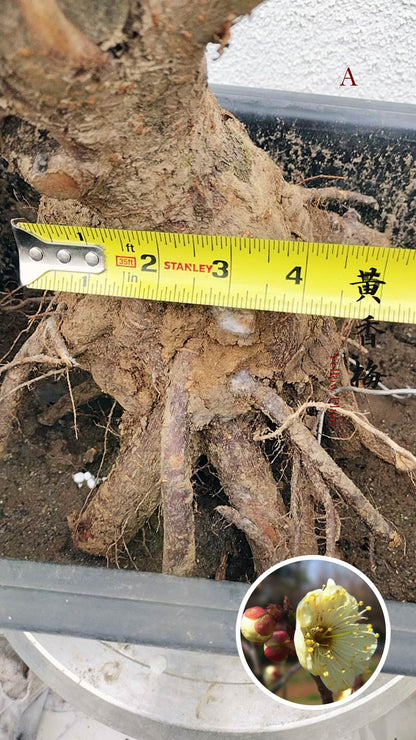 Rare Huang Xiangmei Japanese Apricot Bonsai (Prunus mume) 黄香梅 20+ year old