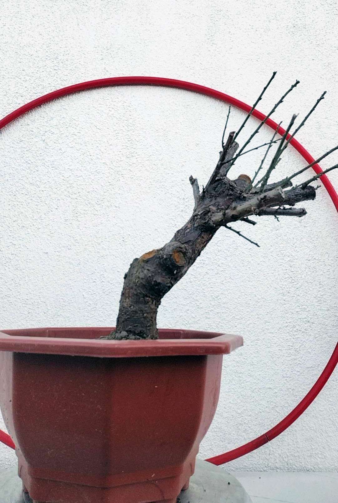 Rare Red-Bearded Zhusha Japanese Apricot Bonsai (Prunus mume) – 12+ Year Old with Buds