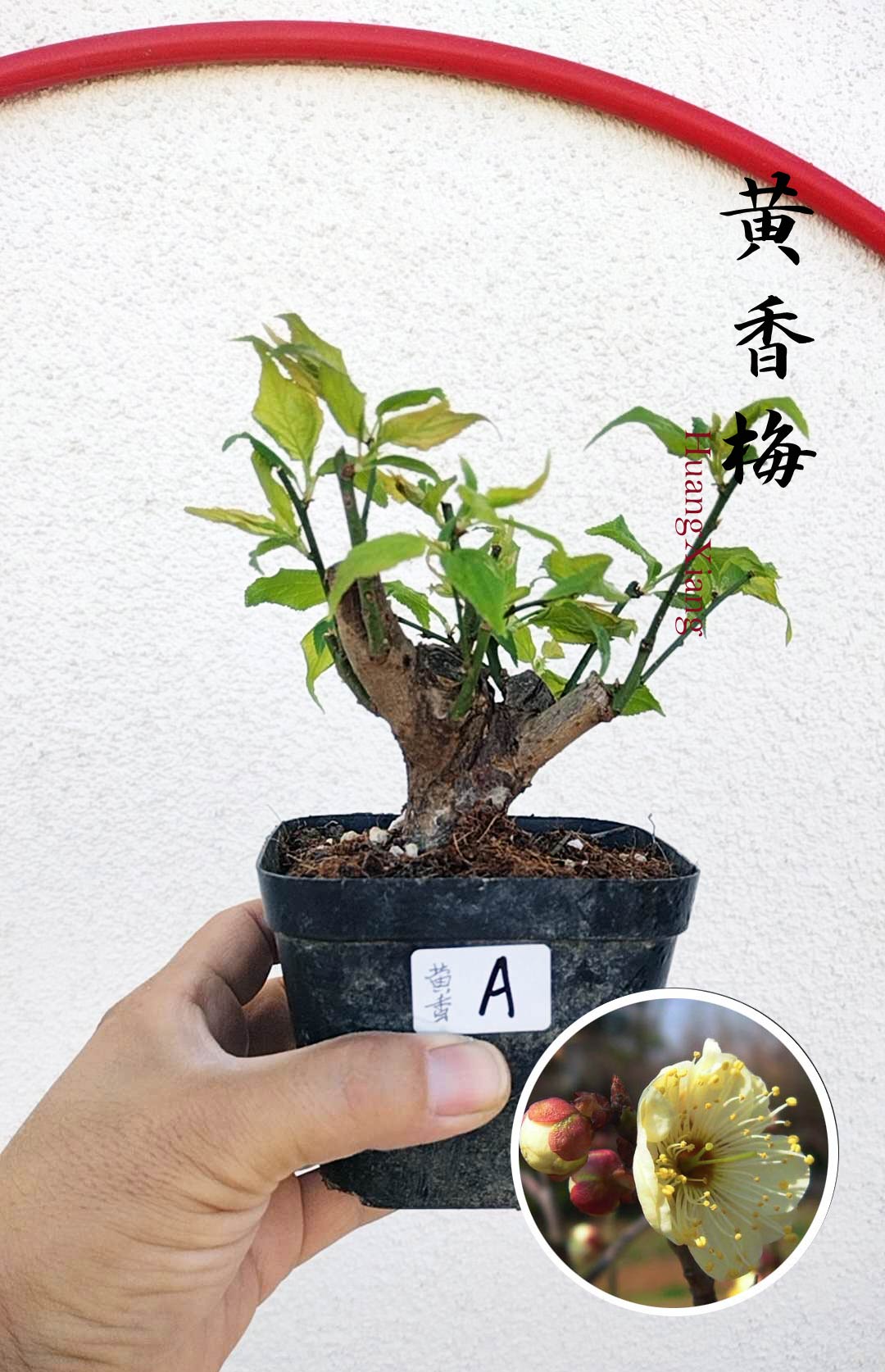 Rare MeiRen HuangXiang Japanese Apricot Bulldog (Prunus mume) – 5+ Year Old with pot