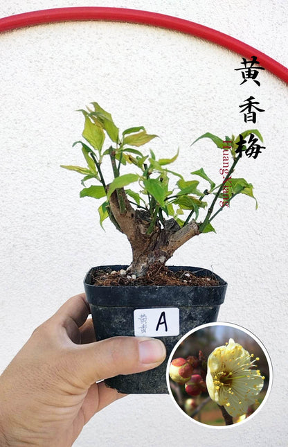 Rare MeiRen HuangXiang Japanese Apricot Bulldog (Prunus mume) – 5+ Year Old with pot