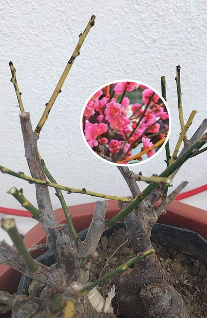 Rare 'Golden Brocade Branches' Japanese Apricot Bonsai (Prunus mume) – 8+ Year Old with Buds