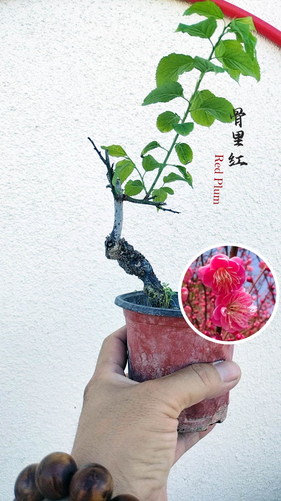 Prunus mume Japanese Apricot Bonsai Dwarf Red plum White plum– 12+ Year Old without Buds