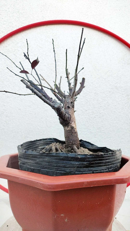 Rare Pink white Japanese Apricot Bonsai (Prunus mume) 6+ year old Double Color Grafted