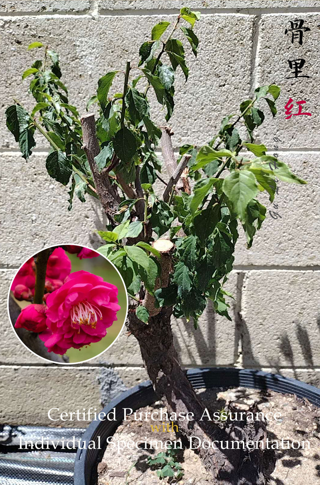 Plum Blossom bonsai without buds  bare root Red Plum 骨里红 A 21inch