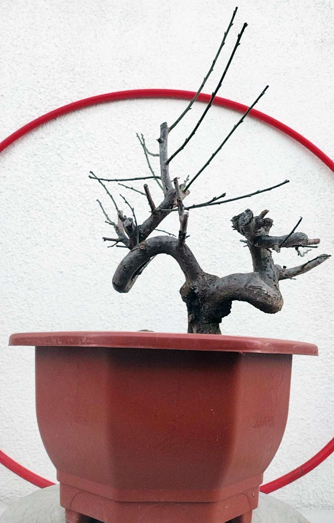Rare Red GuLiHong Japanese Apricot Bonsai (Prunus mume) – 15+ Year Old Flowering Specimen