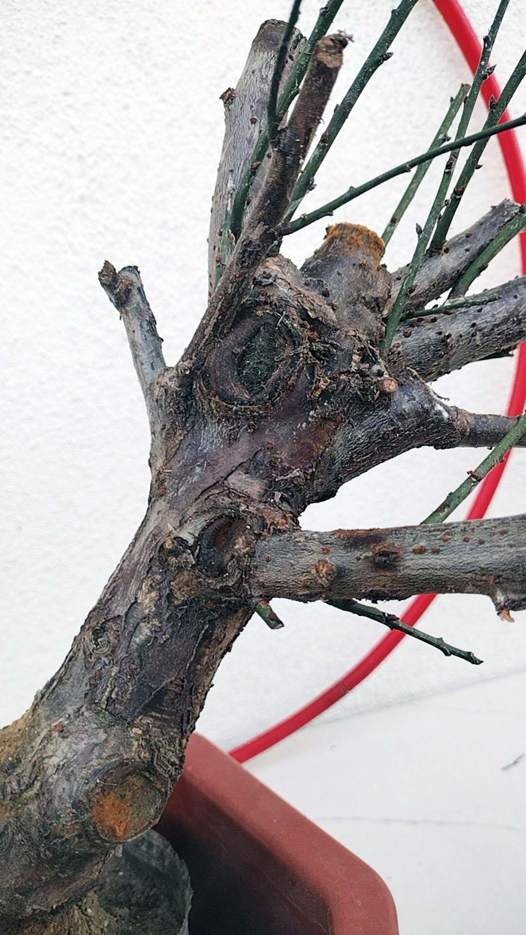 Rare Red-Bearded Zhusha Japanese Apricot Bonsai (Prunus mume) – 12+ Year Old with Buds