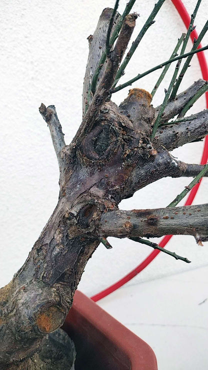 Rare Red-Bearded Zhusha Japanese Apricot Bonsai (Prunus mume) – 12+ Year Old with Buds