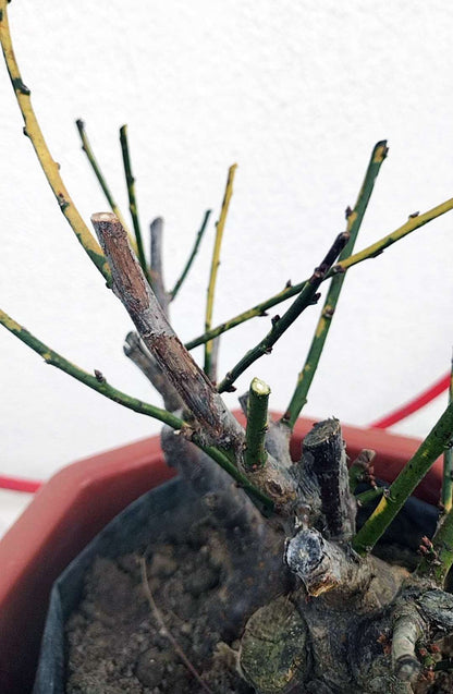 Rare 'Golden Brocade Branches' Japanese Apricot Bonsai (Prunus mume) – 8+ Year Old with Buds