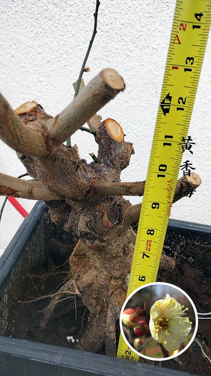 Rare Huang Xiangmei Japanese Apricot Bonsai (Prunus mume) 黄香梅 20+ year old