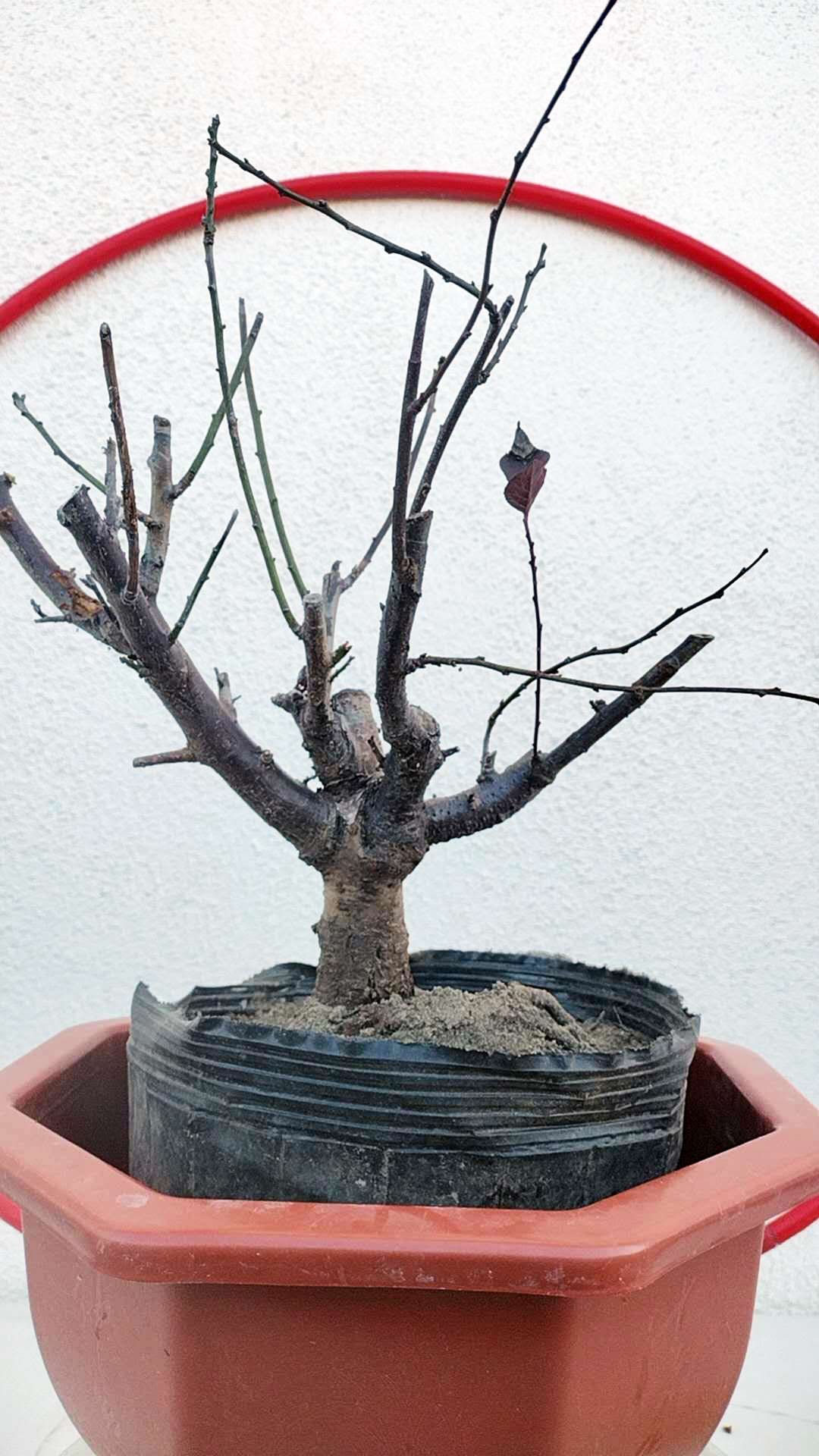 Rare Pink white Japanese Apricot Bonsai (Prunus mume) 6+ year old Double Color Grafted