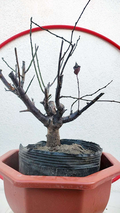 Rare Pink white Japanese Apricot Bonsai (Prunus mume) 6+ year old Double Color Grafted