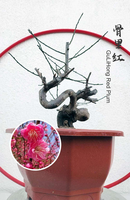 Rare Red GuLiHong Japanese Apricot Bonsai (Prunus mume) – 15+ Year Old Flowering Specimen
