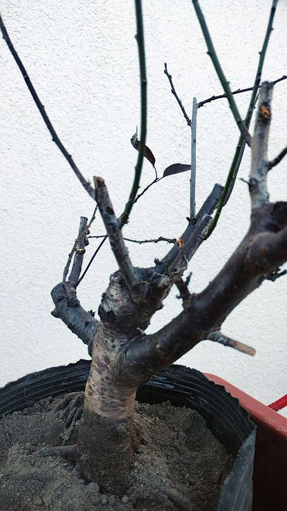 Rare Pink white Japanese Apricot Bonsai (Prunus mume) 6+ year old Double Color Grafted