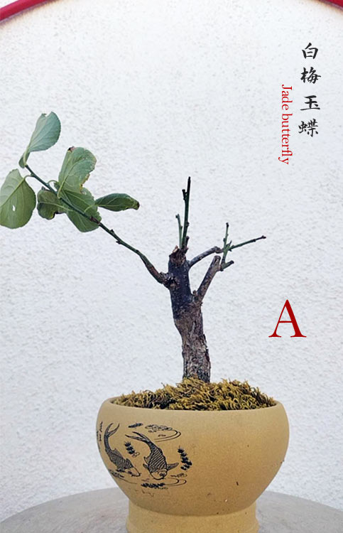 Rare Jade Butterfly Japanese Apricot Bonsai (Prunus mume) with pot – 8+ Year Old CYMUS Orchids Sale
