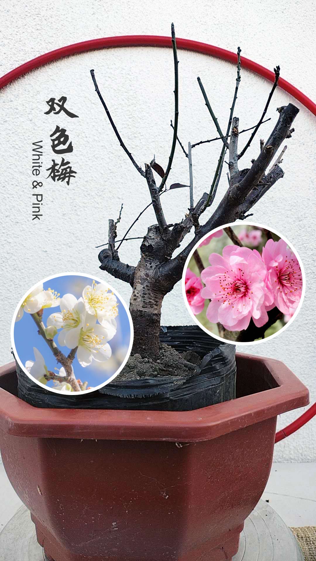 Rare Pink white Japanese Apricot Bonsai (Prunus mume) 6+ year old Double Color Grafted