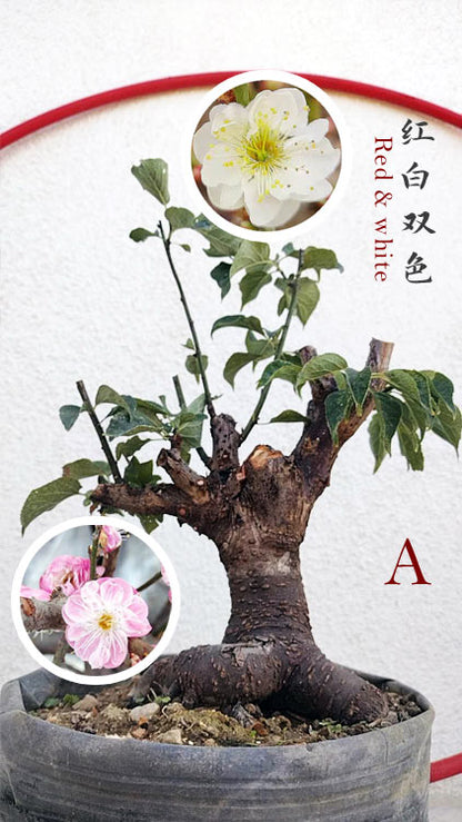 Rare Red-White Japanese Apricot Bonsai (Prunus mume) 15+ Year Old Double Color Grafted CYMUS Orchids Sale