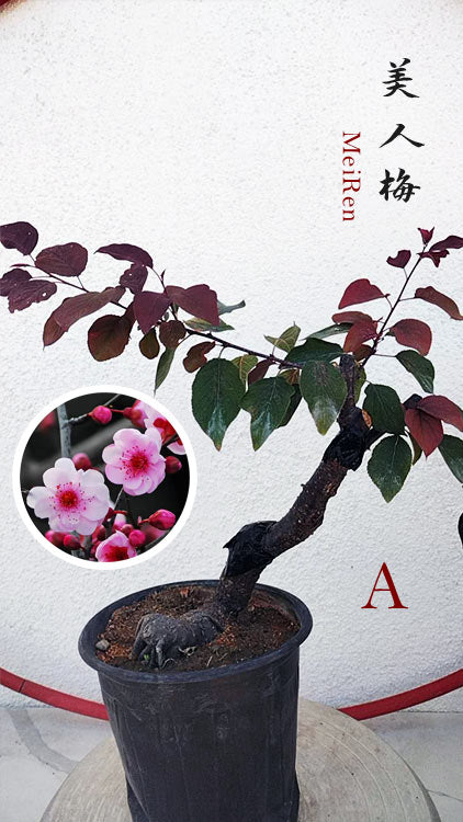 Rare MeiRen Prunus mume Japanese Apricot Bonsai with Pot, 8+ Year Old CYMUS Orchids Sale